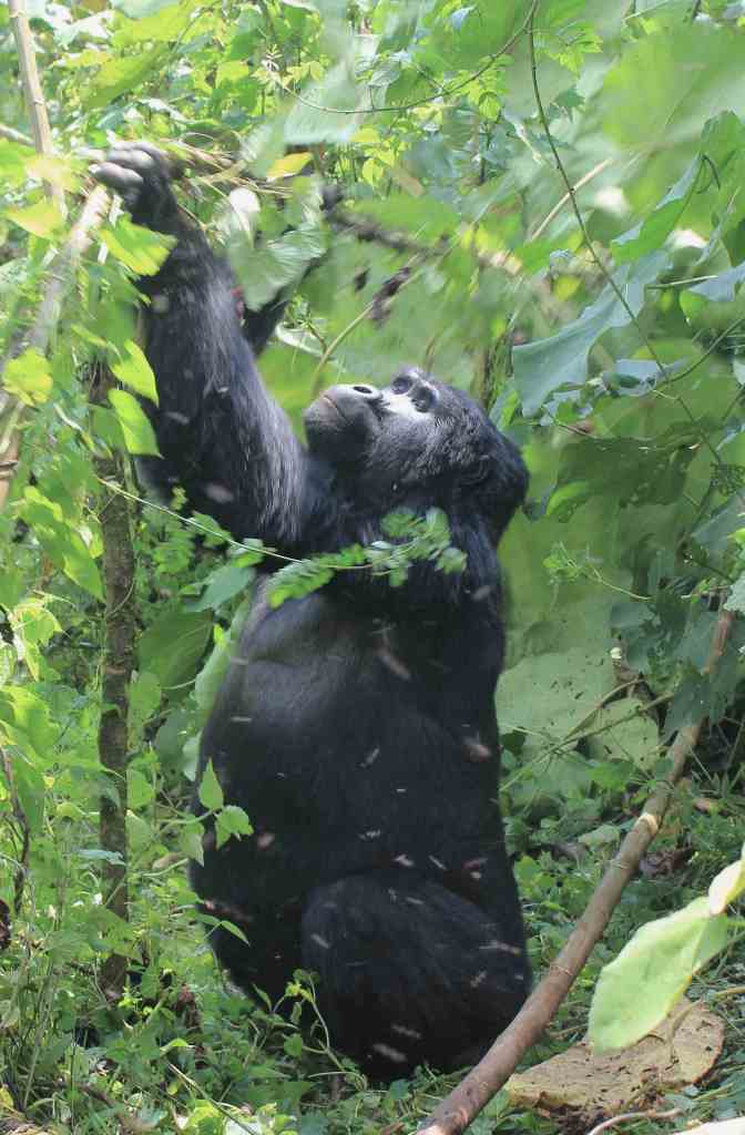 Gorillas - silverback moving tree