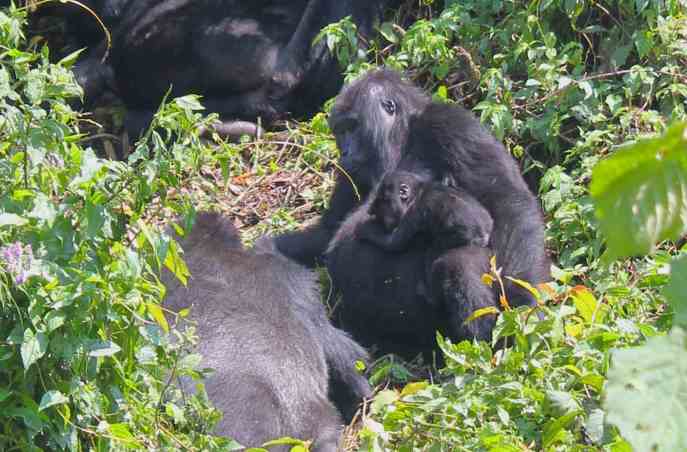Gorillas - with baby
