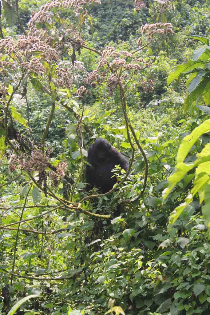 Gorillas - Young one in tree